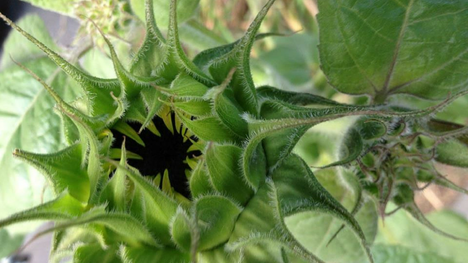 Closeup of green bud opening