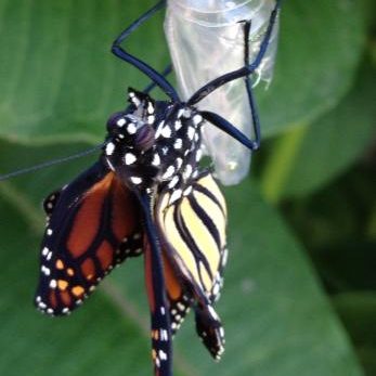 Baby butterfly coming out of chrysalis 1