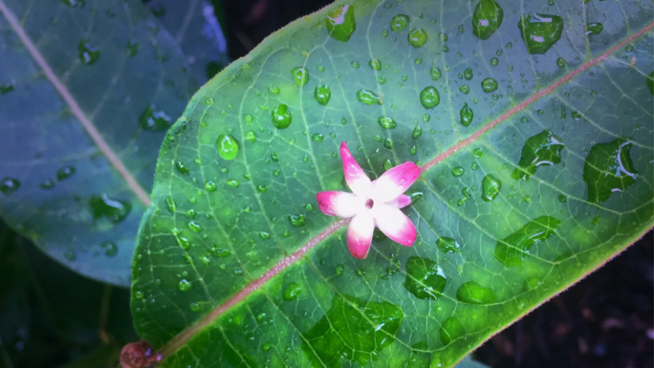 Closeup of green leaf with tiny pink and white flower