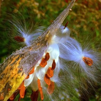 Closeup of milkweed with seeds