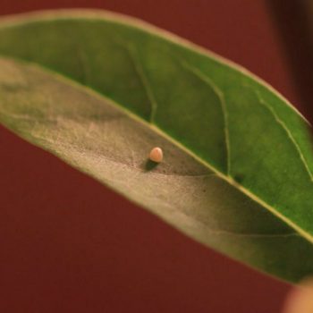 Egg on underside of leaf